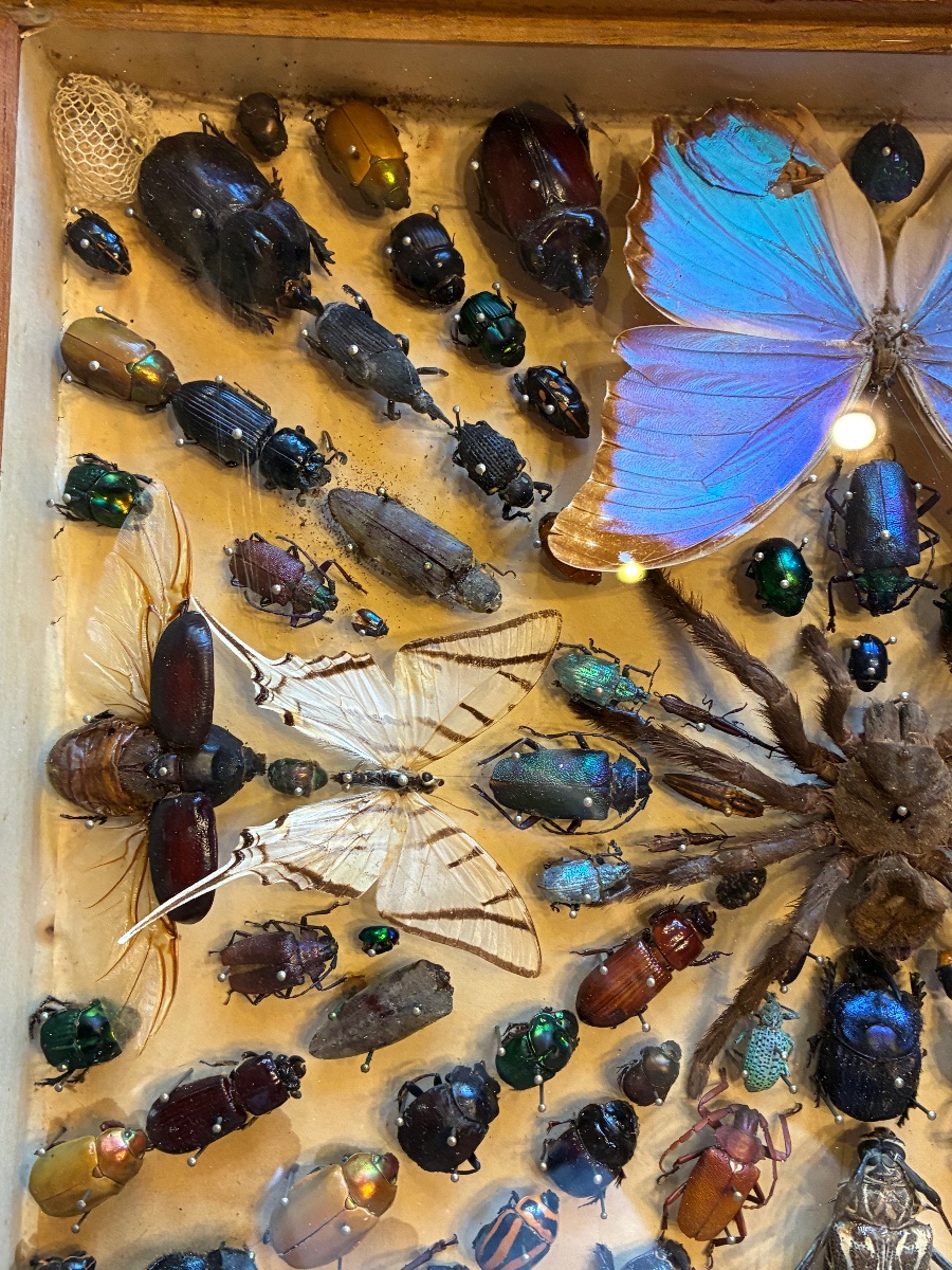 Box Of Preserved Insects-photo-2
