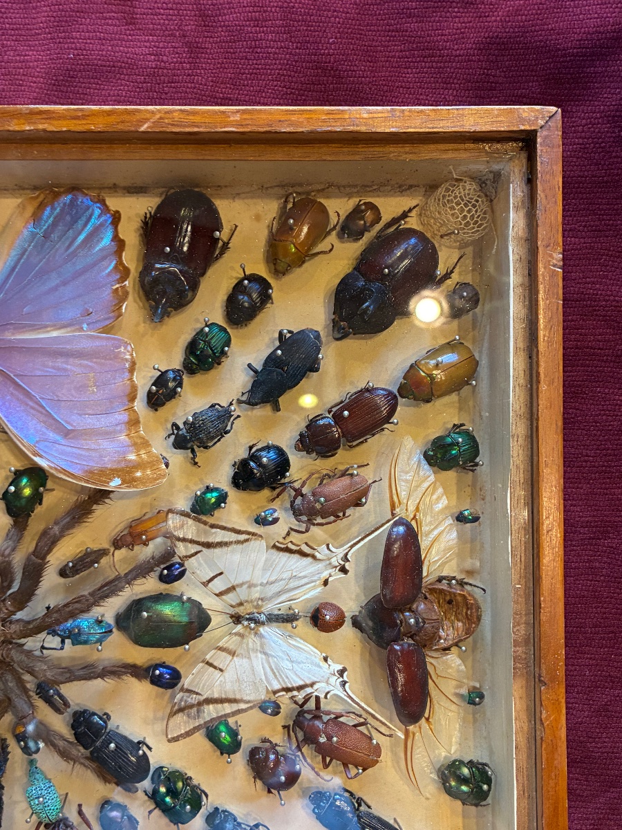 Box Of Preserved Insects-photo-3
