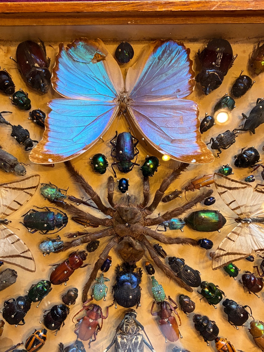 Box Of Preserved Insects-photo-2