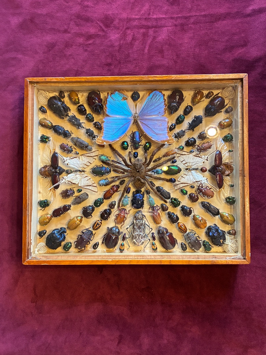Box Of Preserved Insects