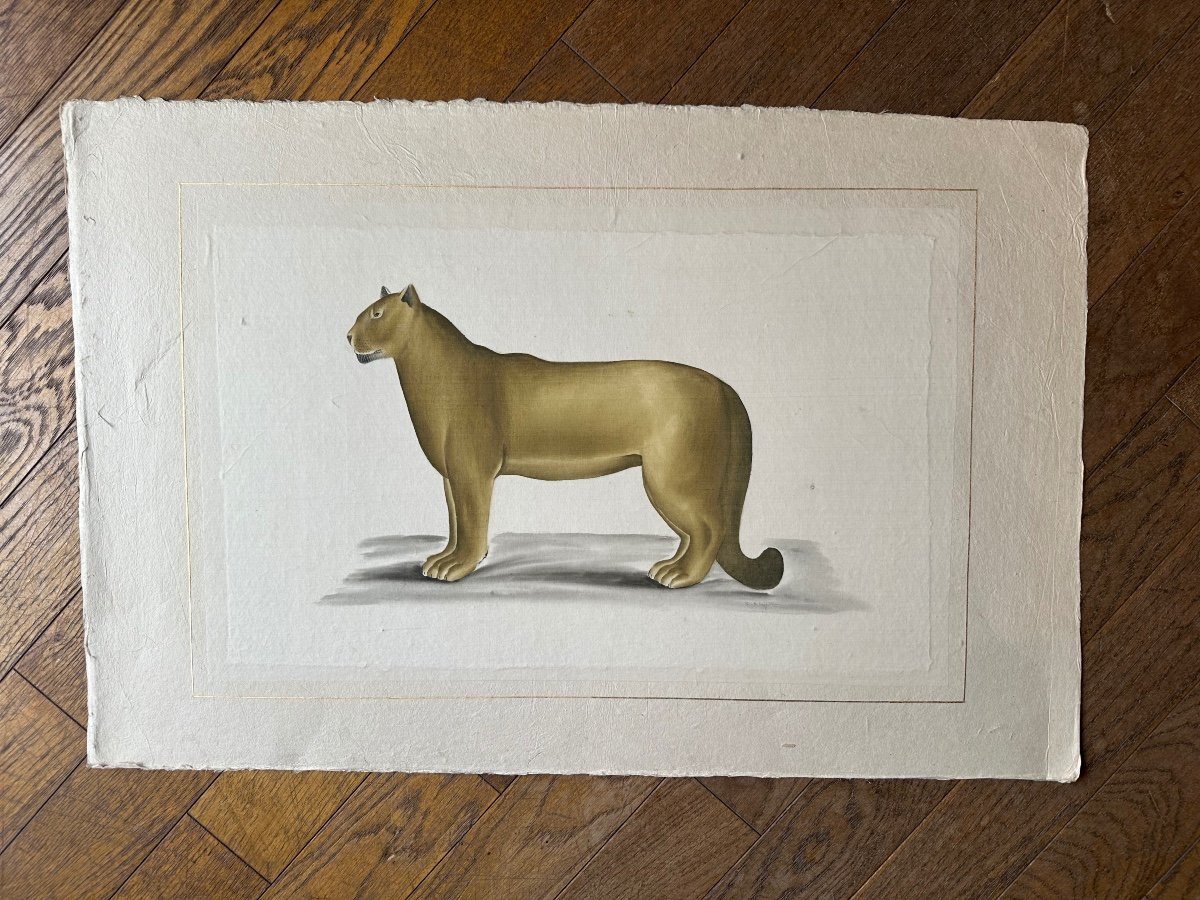 Aquarelle Par Laroche Laffitte Le Puma 1960-photo-2