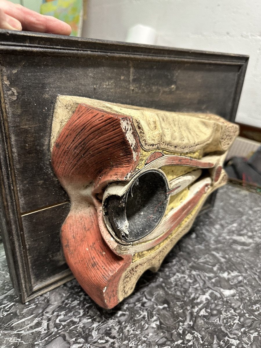 Modèle D Anatomie Coupe D Un œil Par Deyrolle Fils Rue Du Bac 19e
