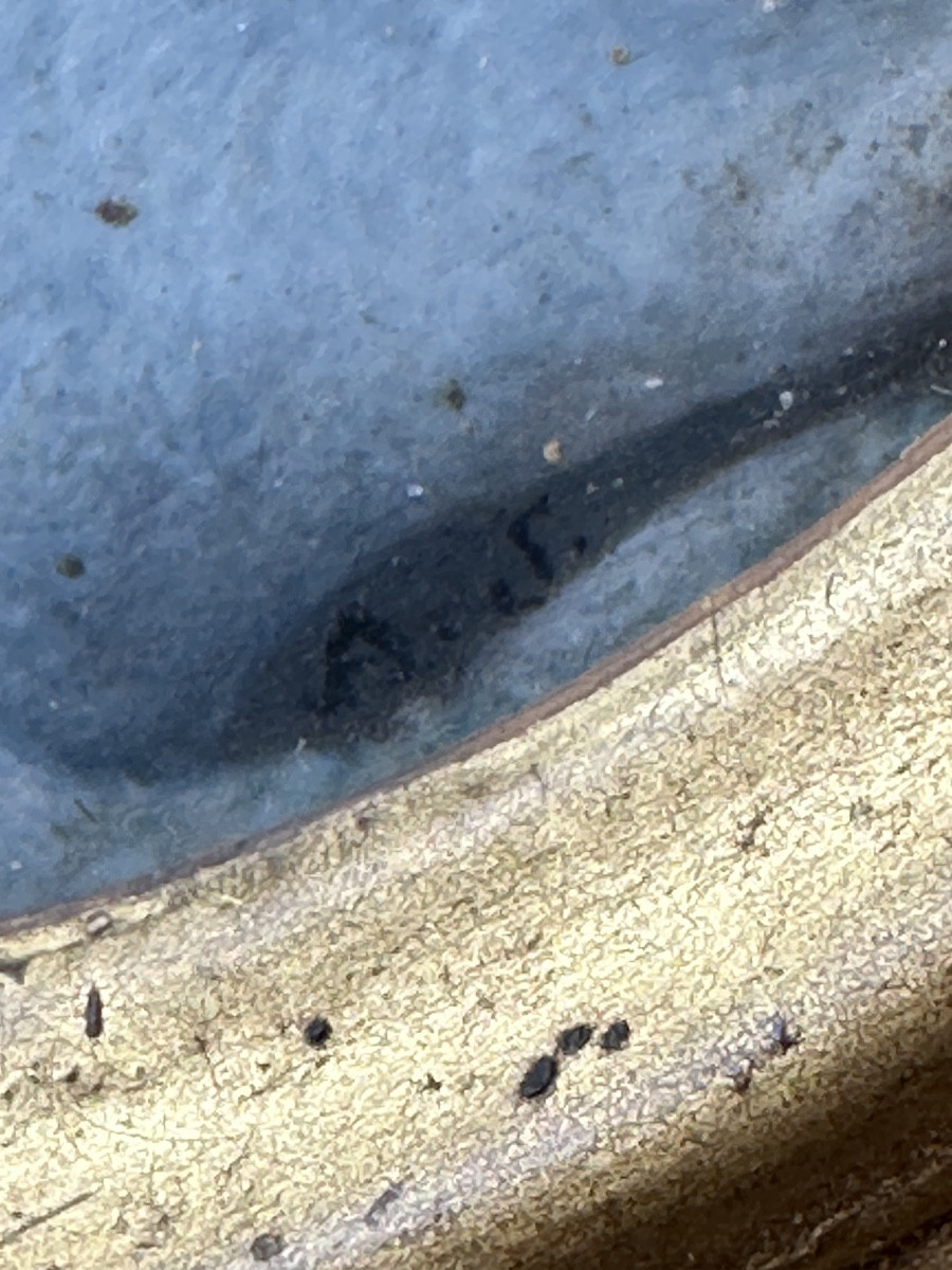 Miniature sur ivoire Léda et le cygne époque Empire -photo-4