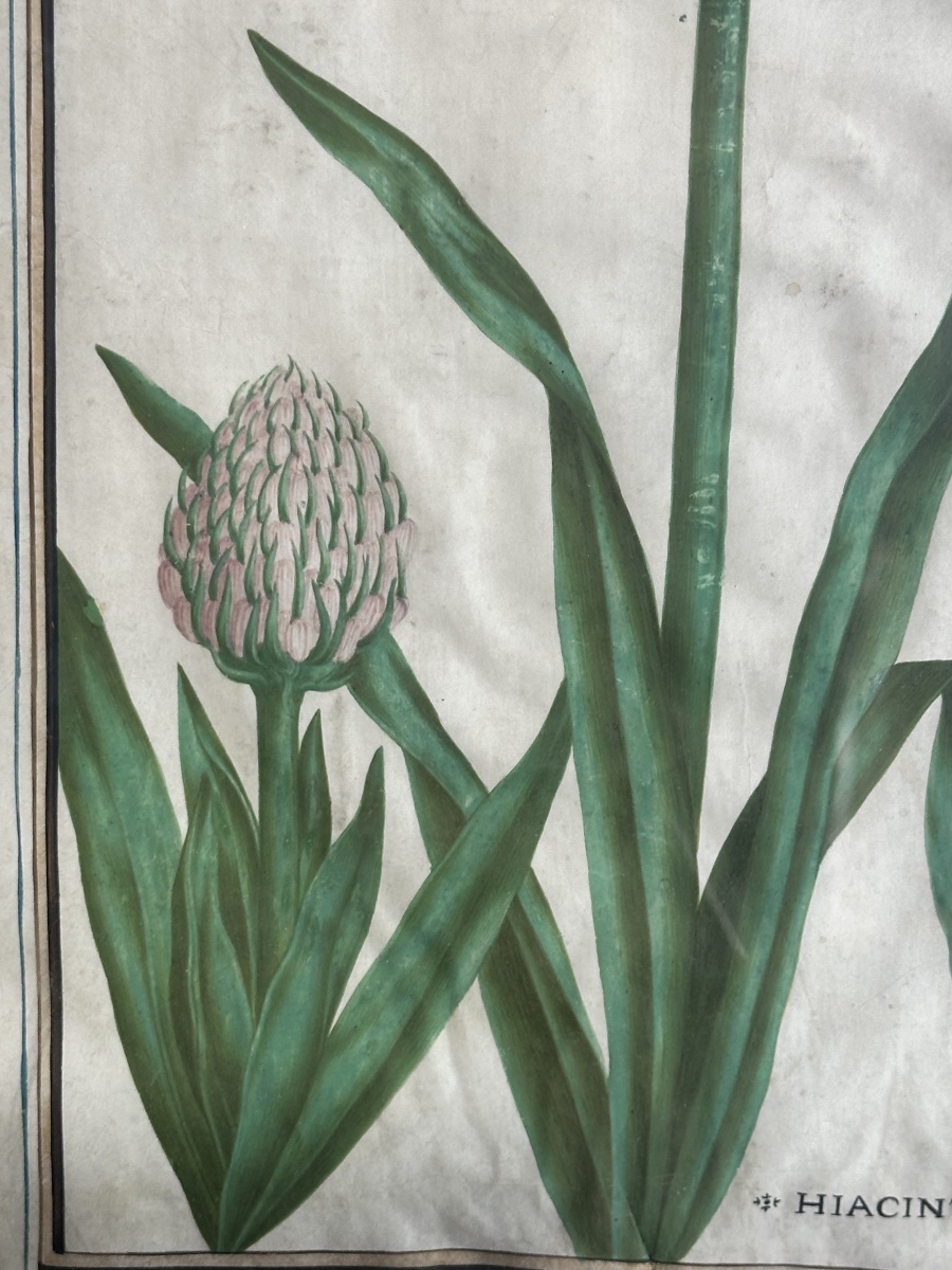 17th-century Gouache On Vellum Depicting A Peruvian Hyacinth -photo-2