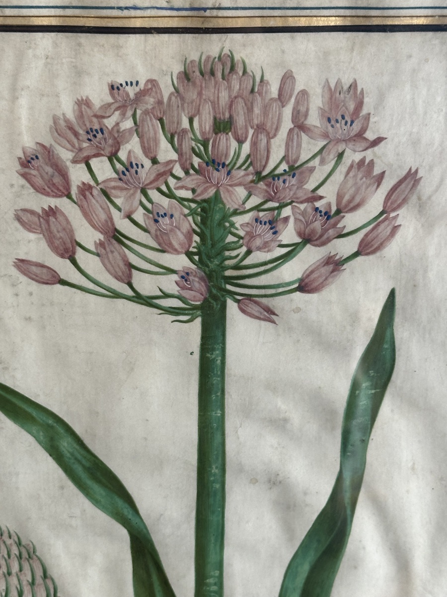17th-century Gouache On Vellum Depicting A Peruvian Hyacinth -photo-3