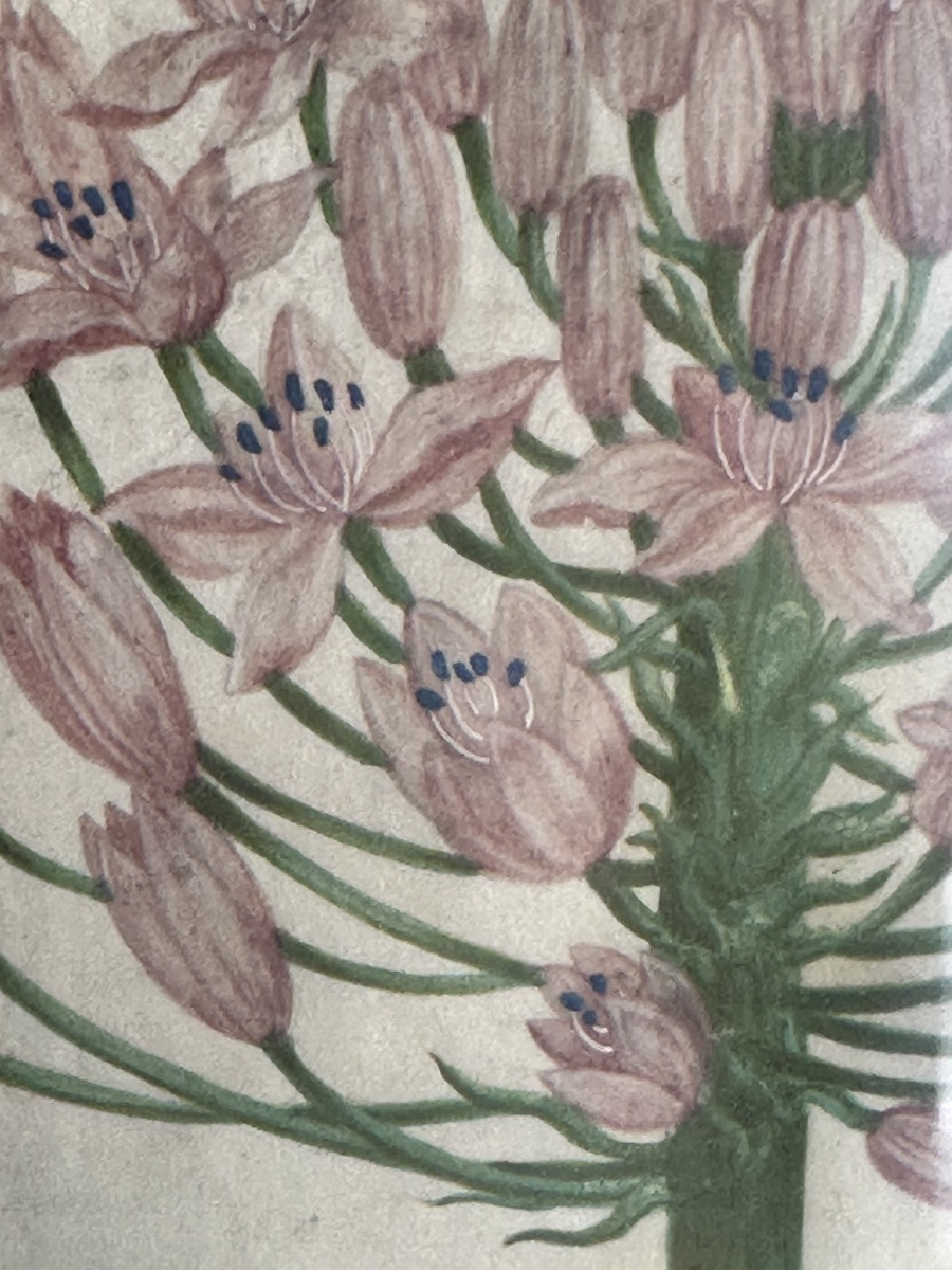 17th-century Gouache On Vellum Depicting A Peruvian Hyacinth -photo-1