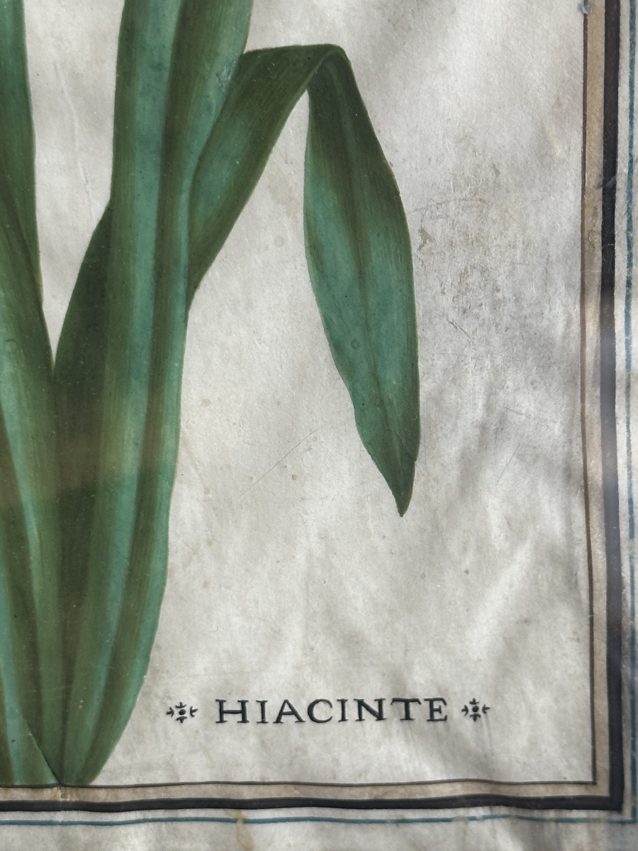 17th-century Gouache On Vellum Depicting A Peruvian Hyacinth -photo-2