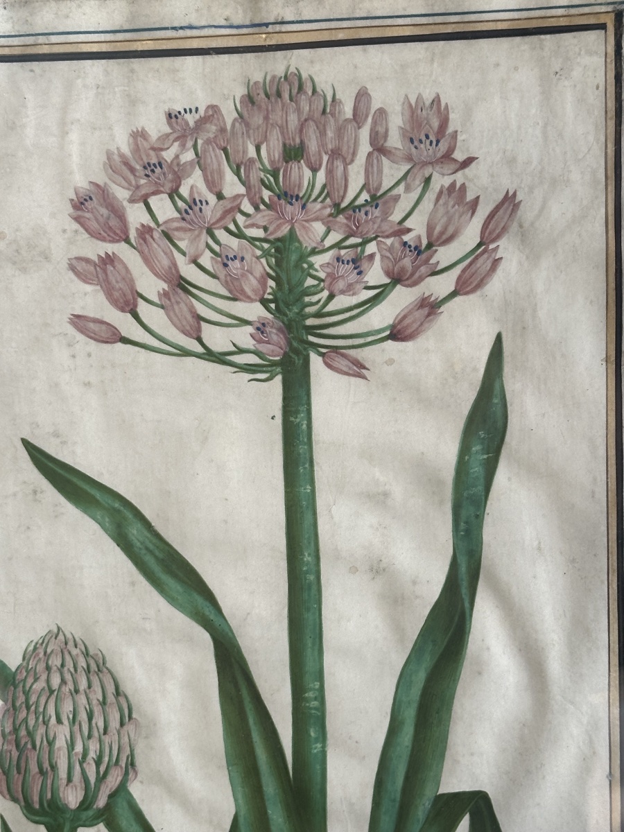 17th-century Gouache On Vellum Depicting A Peruvian Hyacinth -photo-3