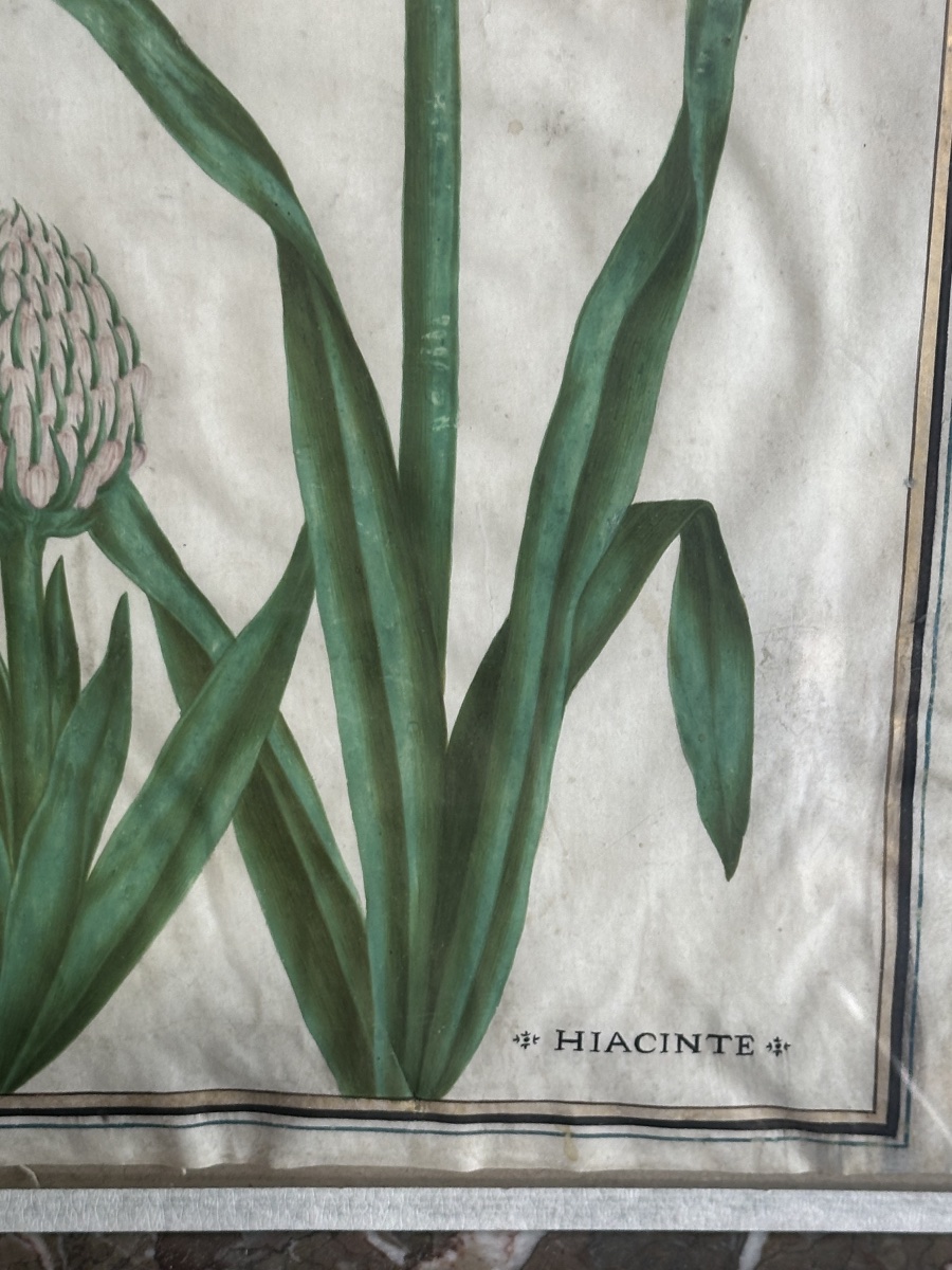 17th-century Gouache On Vellum Depicting A Peruvian Hyacinth -photo-4
