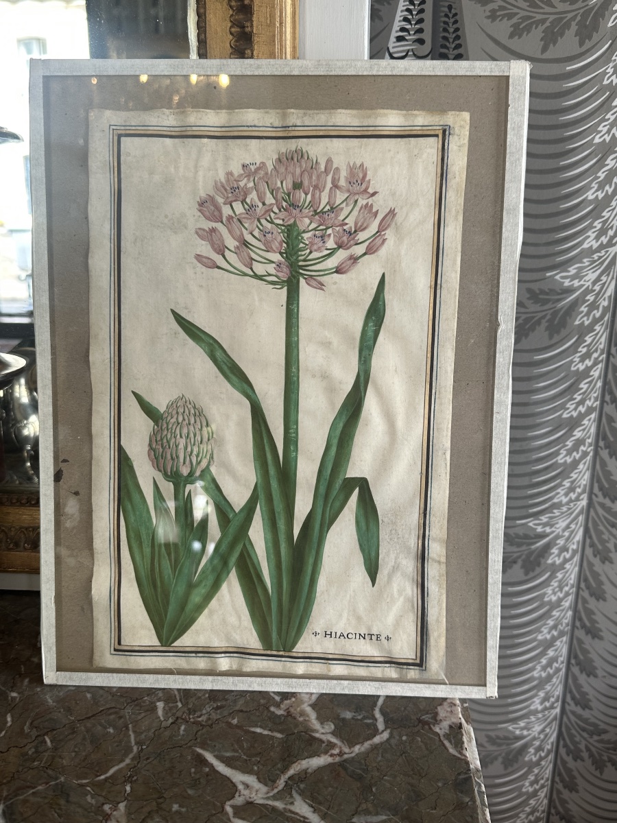 17th-century Gouache On Vellum Depicting A Peruvian Hyacinth 