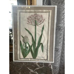 17th-century Gouache On Vellum Depicting A Peruvian Hyacinth
