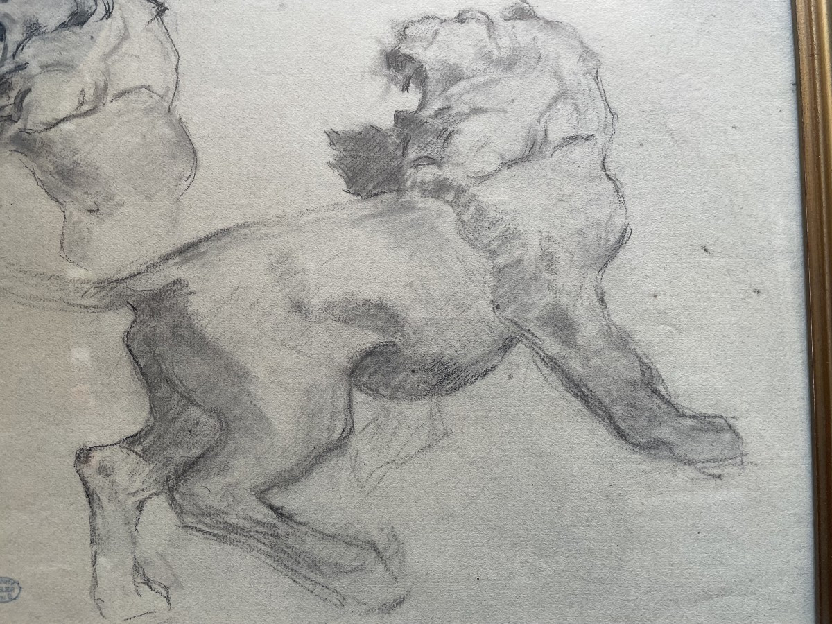 Lion Study ,by Séné-photo-2