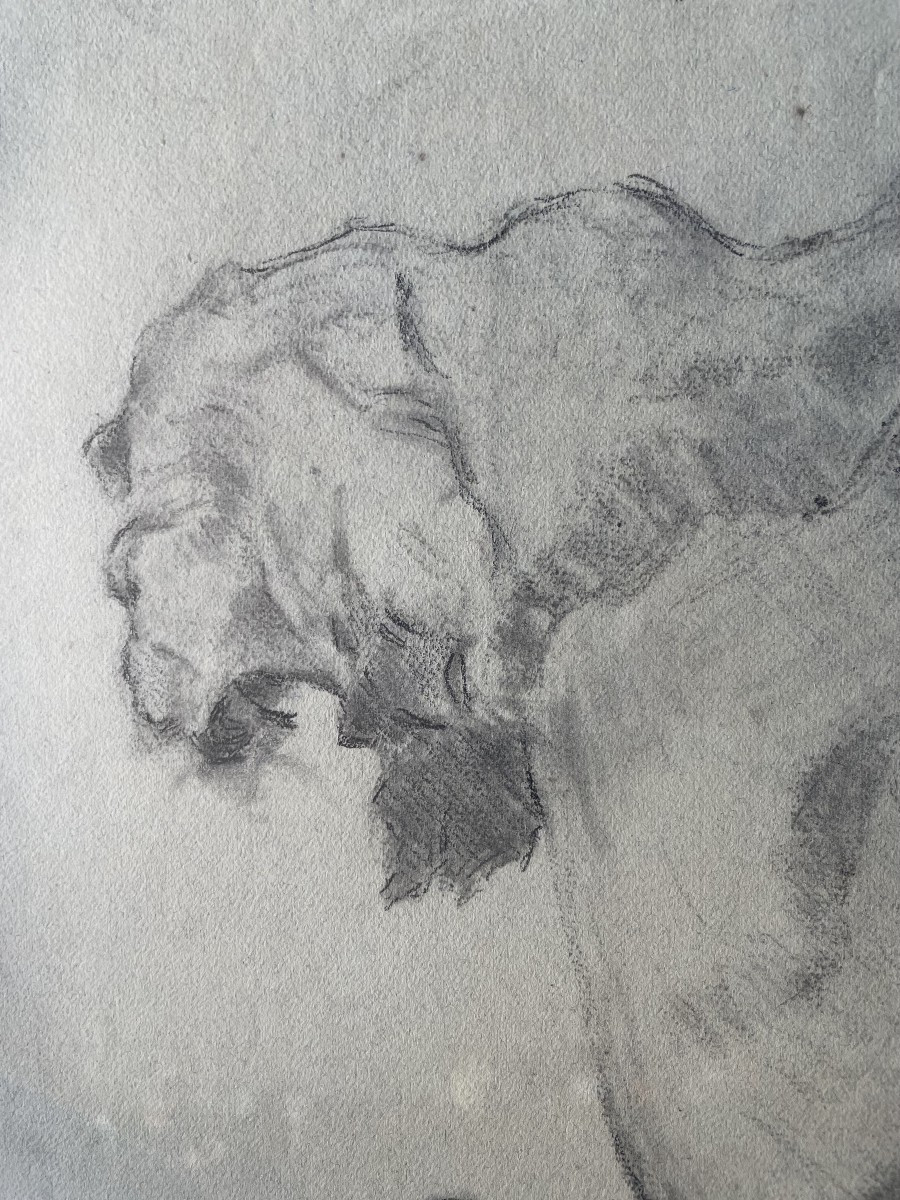 Lion Study ,by Séné-photo-3