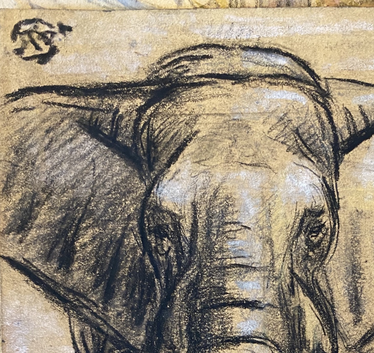 Pablo Tillac (1860-1969), Painter From The Basque Country (cambo), African Elephant, Charcoal And Pastel Drawings-photo-1