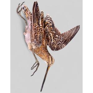 Sylvestrie - Sculpture animalière en terre cuite - Chasse