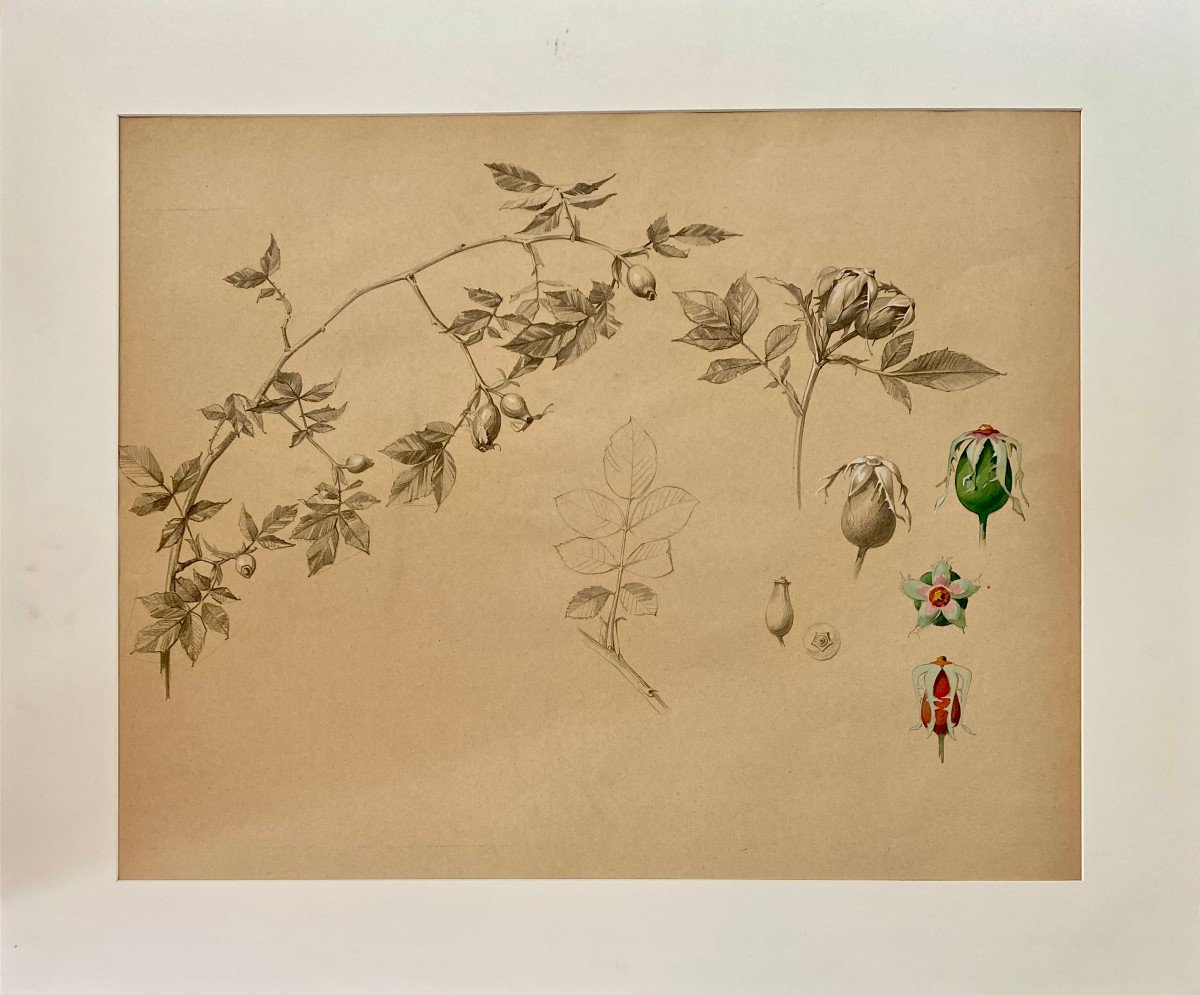 Marcel Corrette (1896-1946), Study Of A Rose Bush, Pencil, Gouache And Watercolor, Art Nouveau-photo-2
