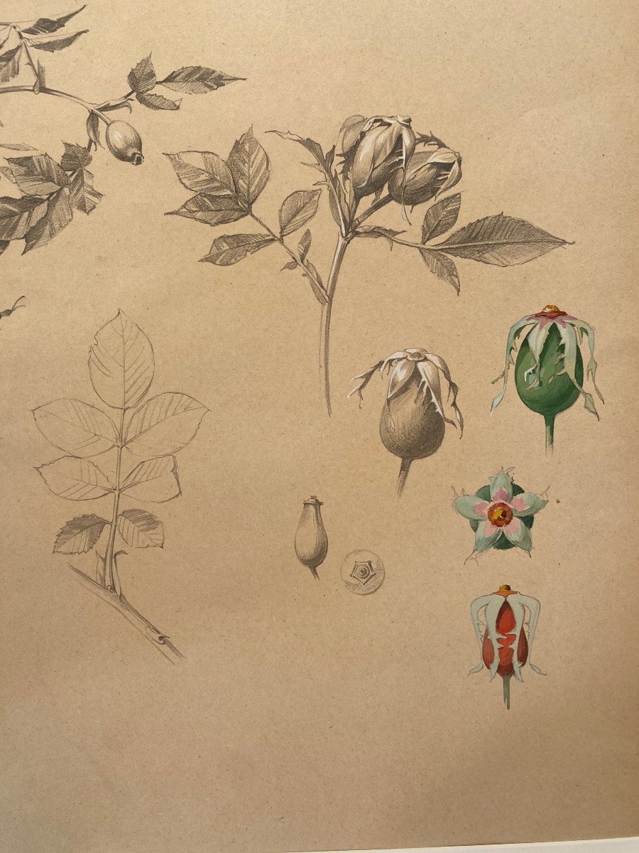 Marcel Corrette (1896-1946), Study Of A Rose Bush, Pencil, Gouache And Watercolor, Art Nouveau-photo-4