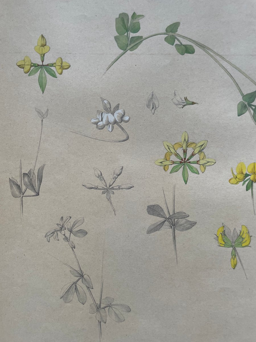 Marcel CORRETTE (1896-1946) Etude de Lotier Corniculé  , Crayon gouache et aquarelle-photo-1