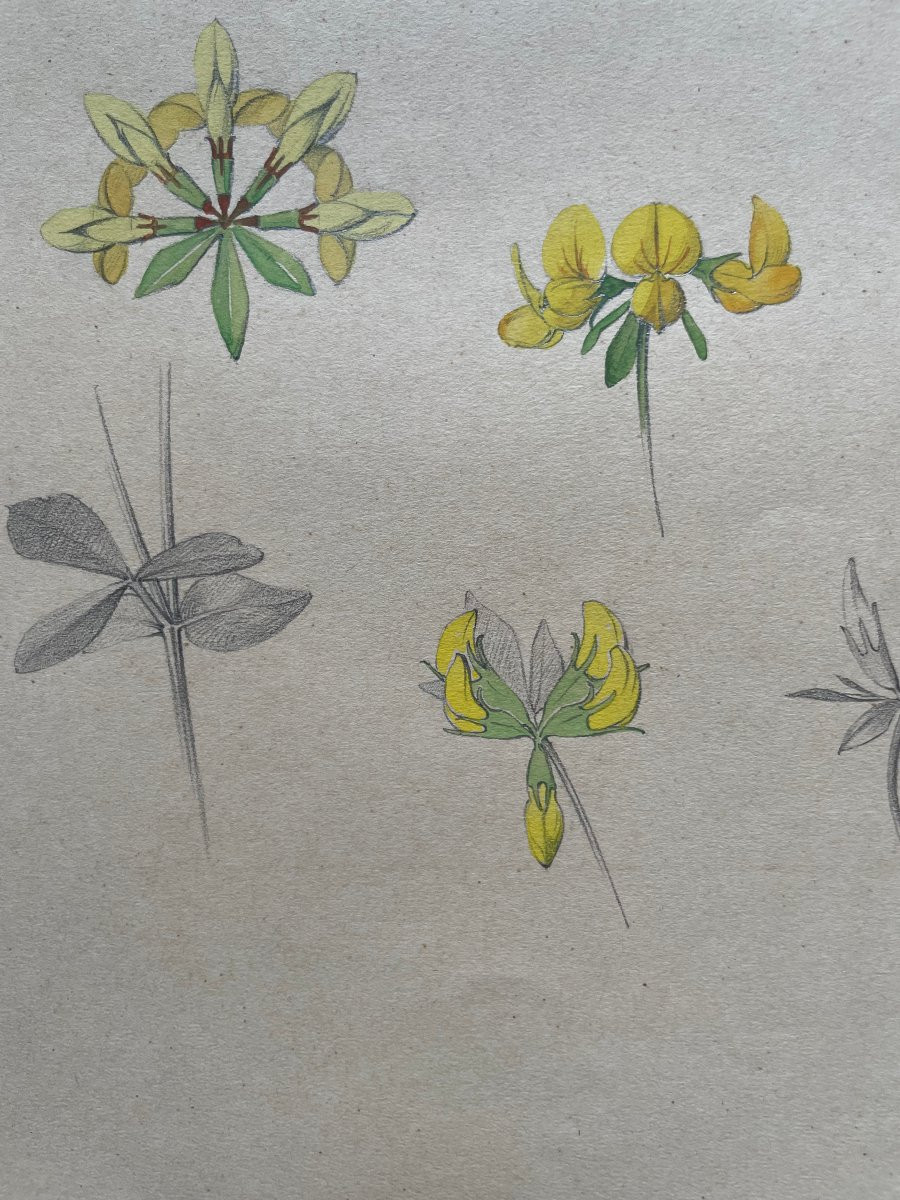 Marcel CORRETTE (1896-1946) Etude de Lotier Corniculé  , Crayon gouache et aquarelle-photo-3