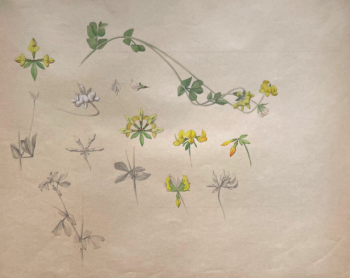 Marcel CORRETTE (1896-1946) Etude de Lotier Corniculé  , Crayon gouache et aquarelle