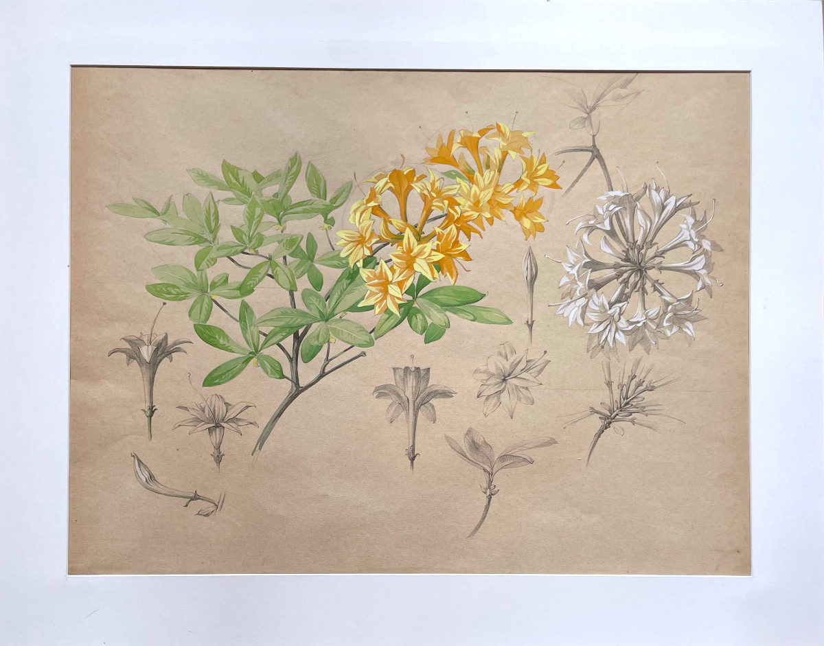 Marcel Corrette (1896-1946) Study Of Rhododendron Luteum, Gouache Pencil And Watercolor-photo-2