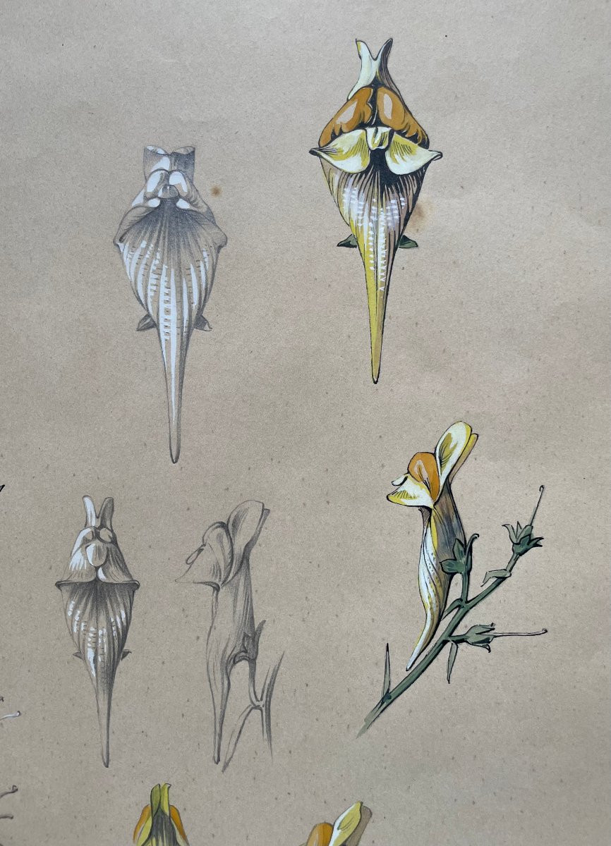 Marcel Corrette (1896-1946) Study Of Common Toadflax, Pencil, Gouache And Watercolor-photo-1