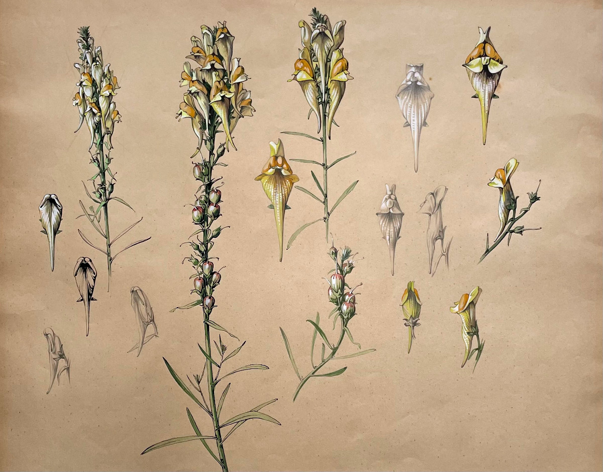 Marcel Corrette (1896-1946) Study Of Common Toadflax, Pencil, Gouache And Watercolor