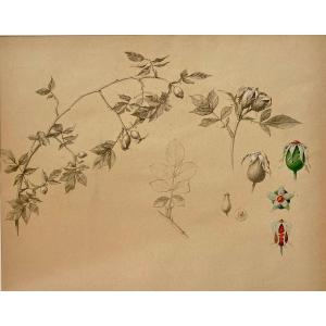 Marcel Corrette (1896-1946), Study Of A Rose Bush, Pencil, Gouache And Watercolor, Art Nouveau