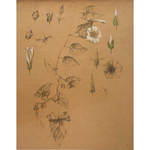 Marcel Corrette (1896-1946) Study Of Bindweed, Pencil And Watercolor Large Sheet, Art Nouveau