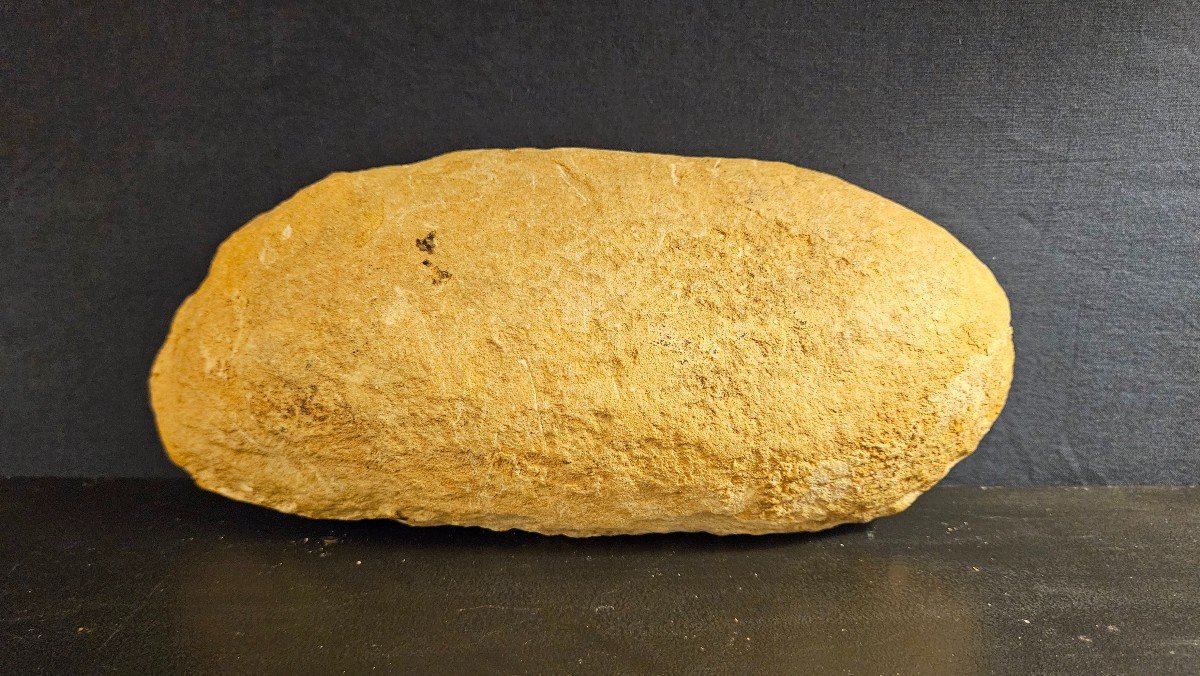 Fossilized Fish-photo-3