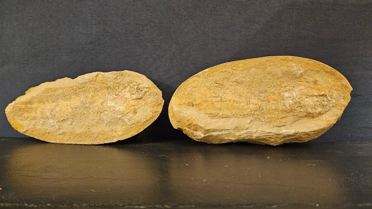 Male And Female Fossilized Fish-photo-2