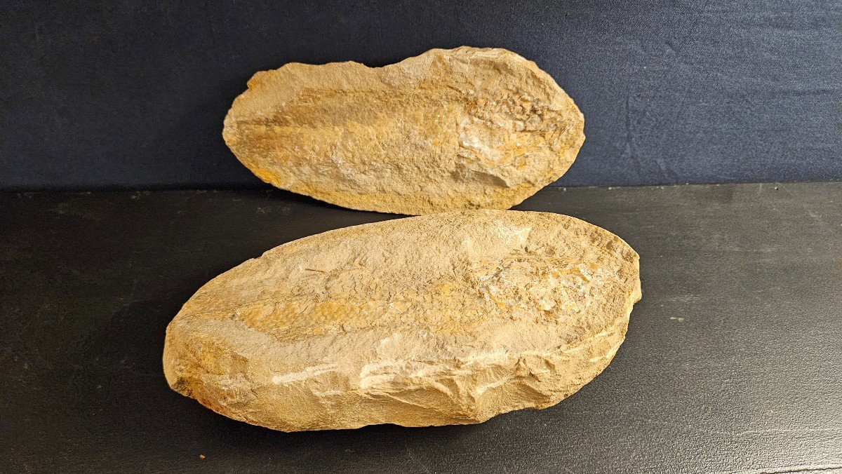 Male And Female Fossilized Fish