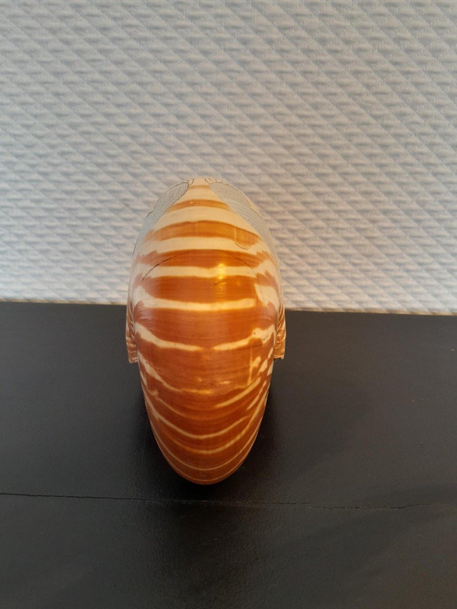 Nautile Gravé-photo-4