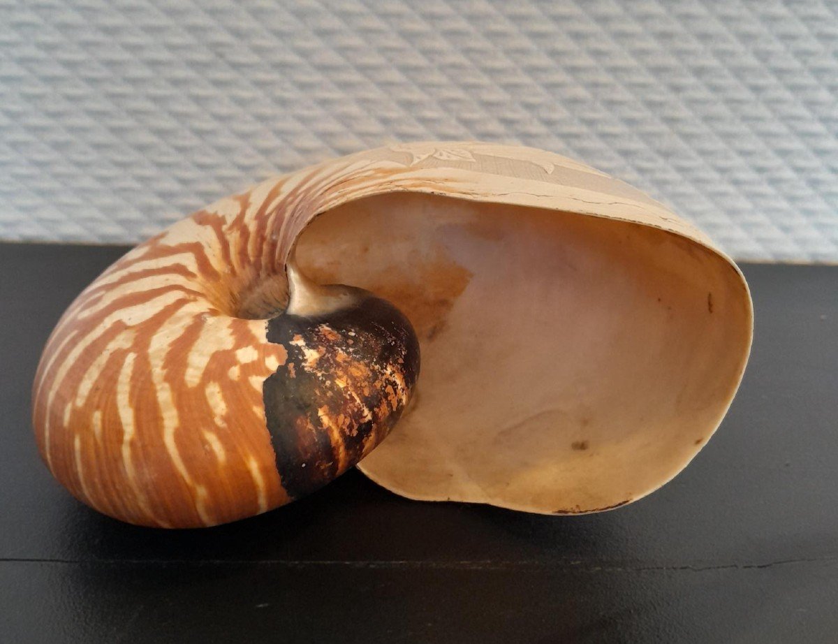 Nautile Gravé-photo-2