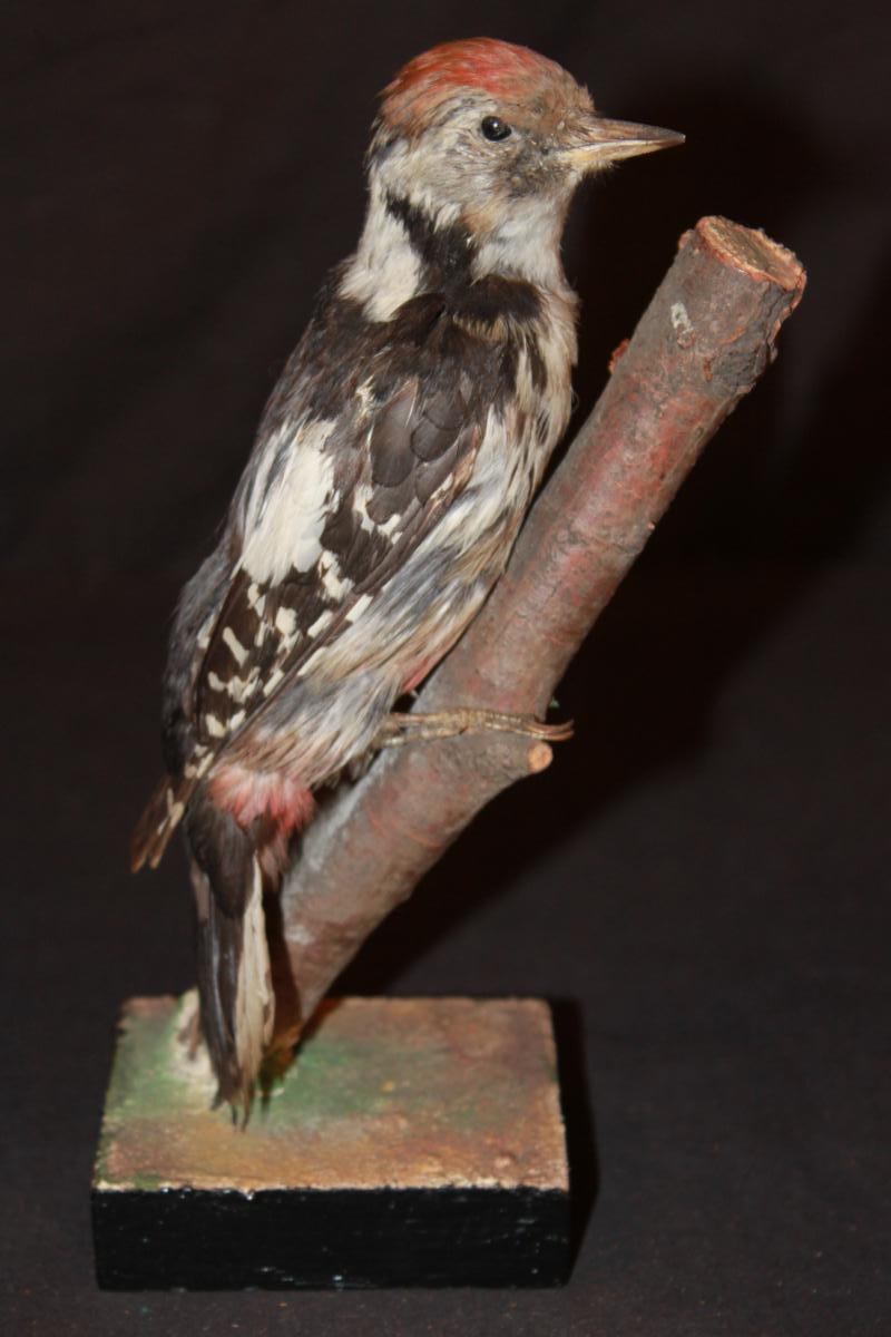 Pic épeiche Naturalisé.