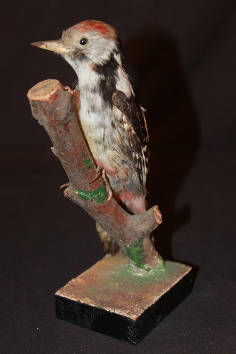 Pic épeiche Naturalisé.-photo-2