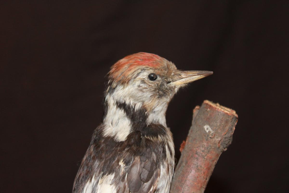 Pic épeiche Naturalisé.-photo-1