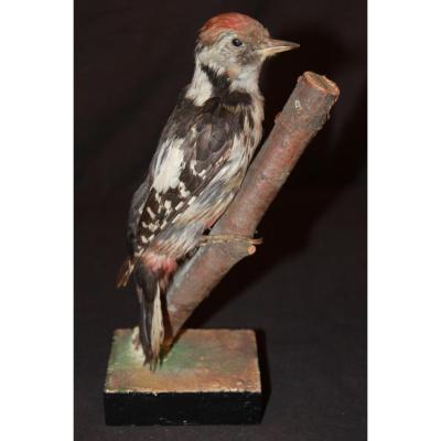 Naturalized Woodpecker.