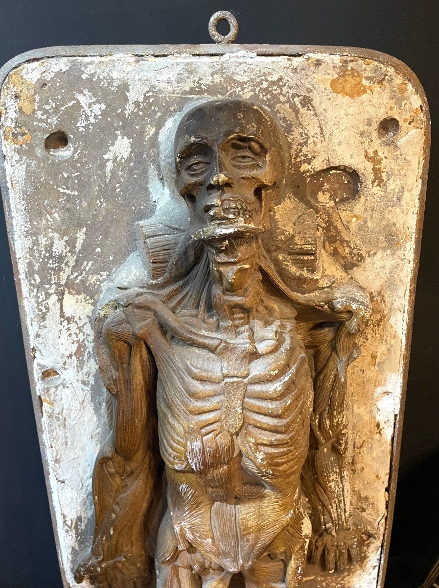 2 Ecorchés En Platre De Jules Talrich (Etude De l'Anatomie de l'Homme - Modeleur à Paris) XIXeme-photo-3