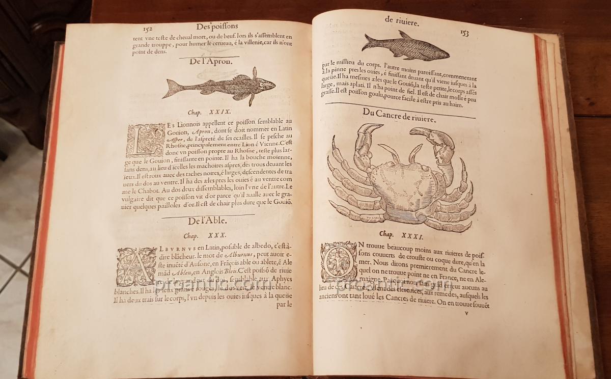 Livre Ancien " Histoire Entière Des Poissons Par Guillaume Rondelet 1556-photo-2