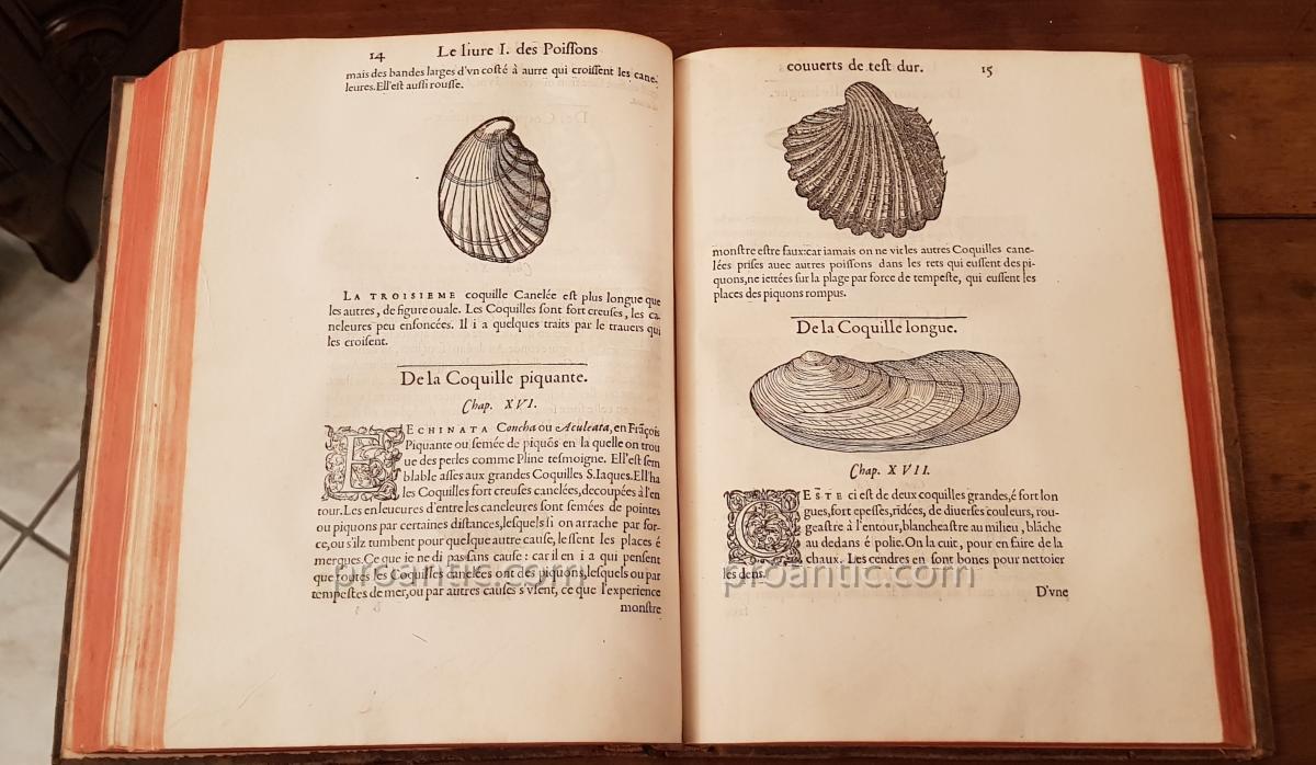 Livre Ancien " Histoire Entière Des Poissons Par Guillaume Rondelet 1556-photo-3