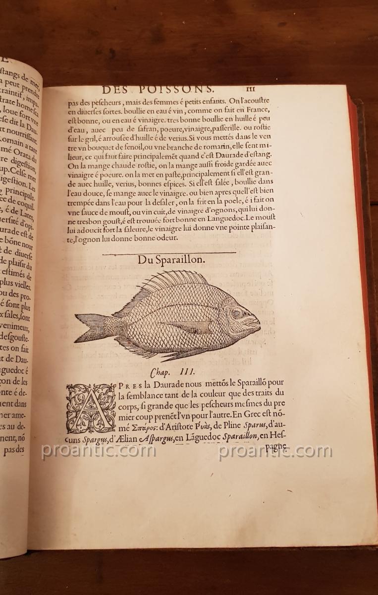 Livre Ancien " Histoire Entière Des Poissons Par Guillaume Rondelet 1556-photo-5