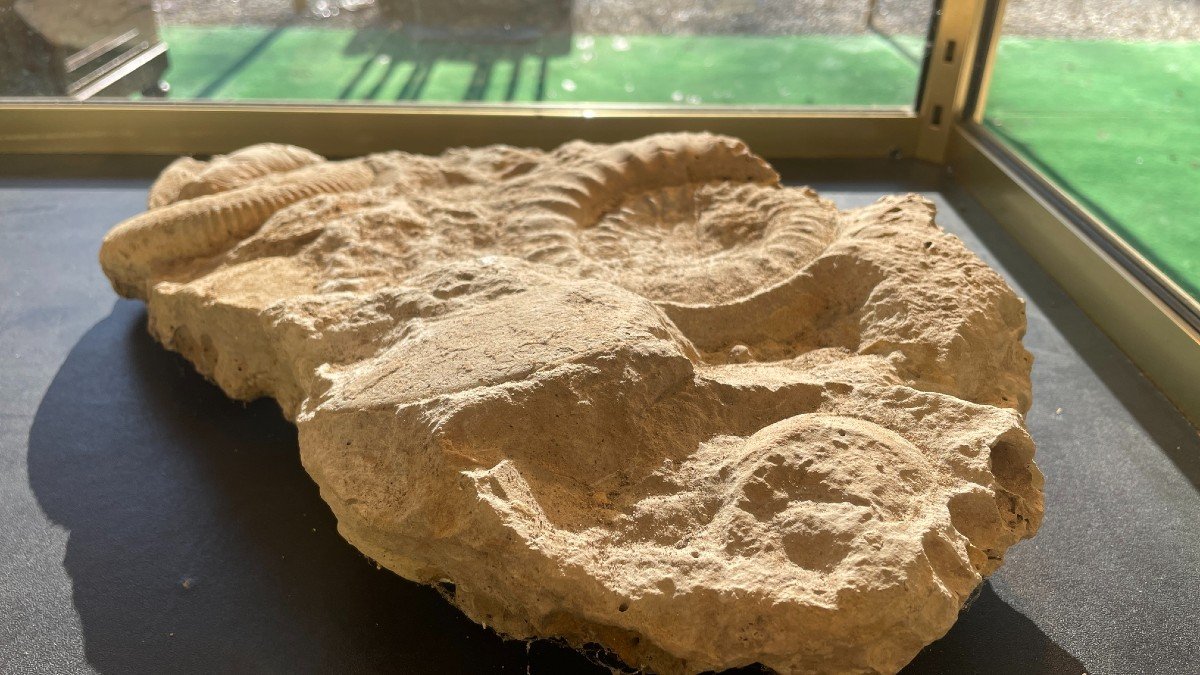 Fossiles D’ammonites, ères Paléozoïque Ou Mesozoïque-photo-2