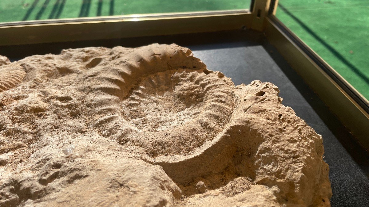 Fossiles D’ammonites, ères Paléozoïque Ou Mesozoïque-photo-3