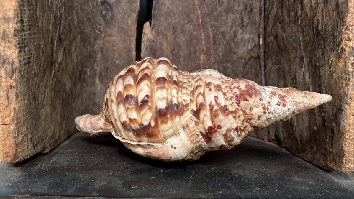 Important coquillage, XXe siècle-photo-4