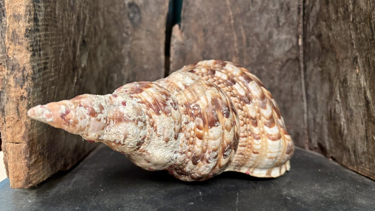 Important coquillage, XXe siècle-photo-1