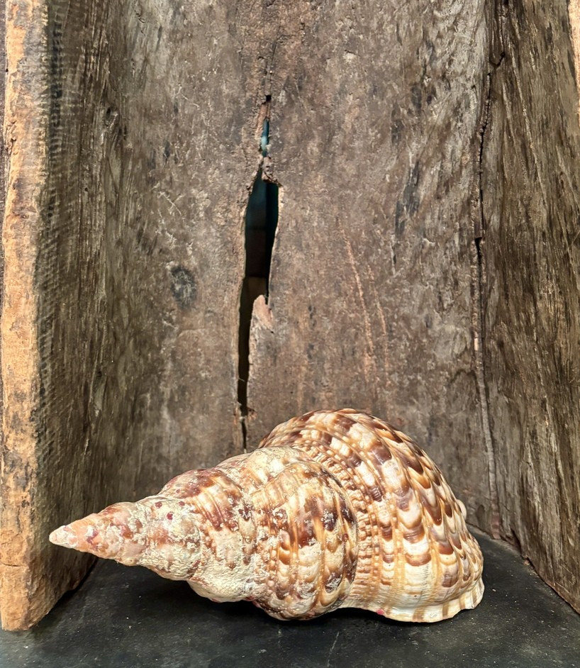 Important coquillage, XXe siècle