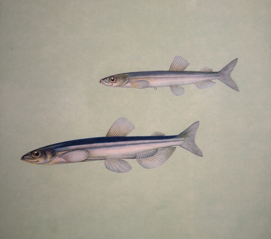 Early 20th-century Russian Lithograph Depicting Two Capelin -photo-2