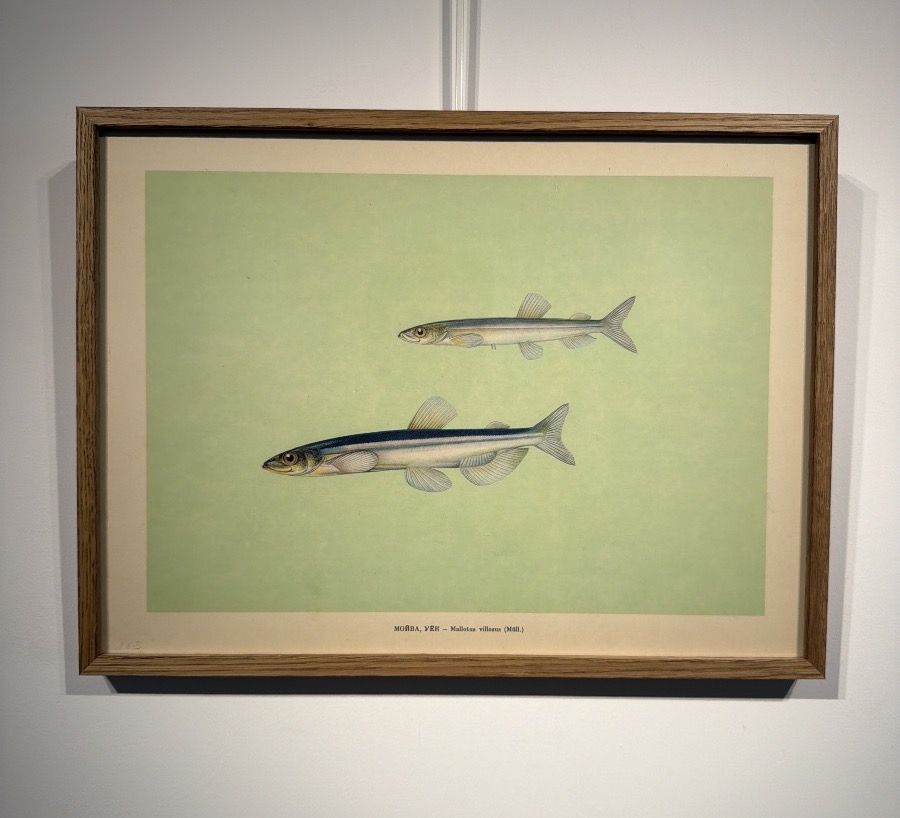 Early 20th-century Russian Lithograph Depicting Two Capelin -photo-3