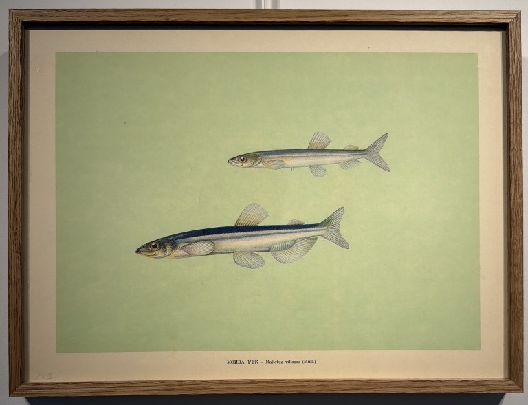 Early 20th-century Russian Lithograph Depicting Two Capelin 